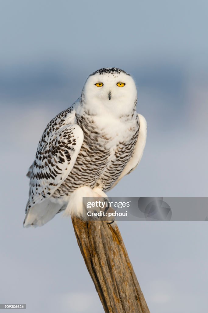 Snowy owl, bubo scandiacus, bird perching