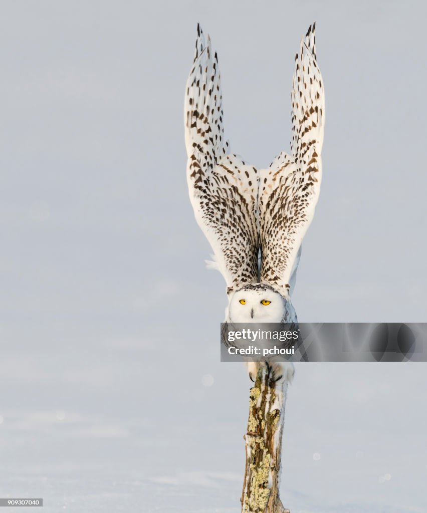 Snowy owl, bubo scandiacus, bird in flight