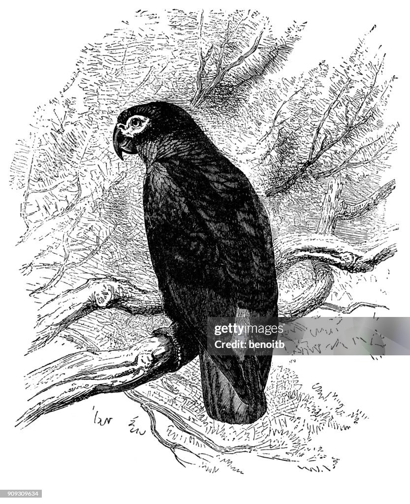 Gray Parrot