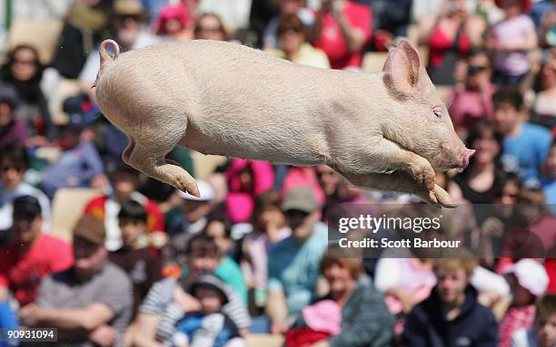 Porky The Pig Photos and Premium High Res Pictures - Getty Images