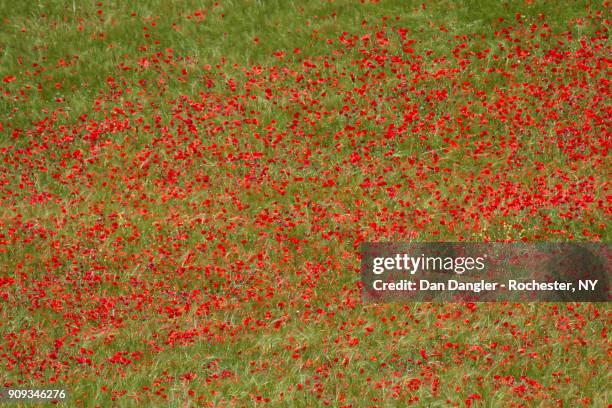 field of poppies - mystère foto e immagini stock