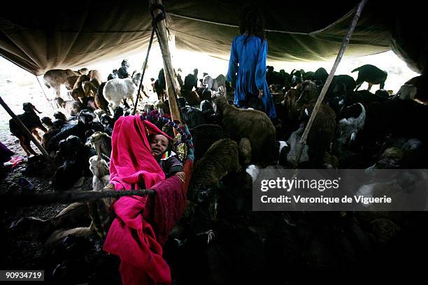 The Kuchis are nomadic people living in Afghanistan. They range from Iran all the way through to the Pakistan border regions. They live in tents, and...