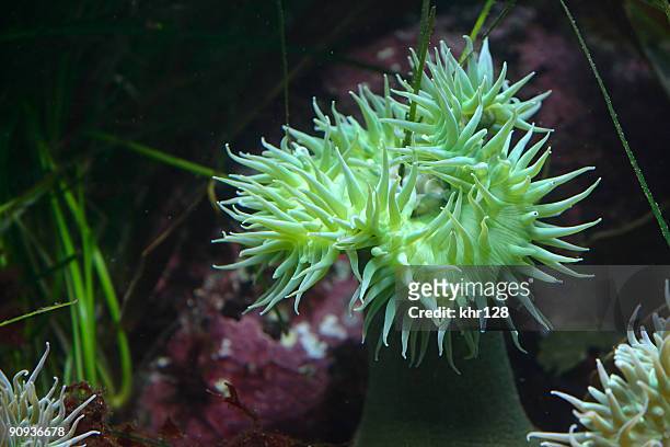anemone - aquarium plants 個照片及圖片檔