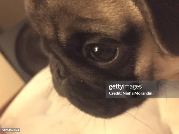 puppy pug - ribeirão preto stock pictures, royalty-free photos & images