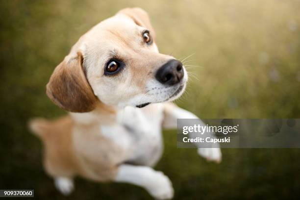 curious dog looking up - mixed breed dog stock pictures, royalty-free photos & images