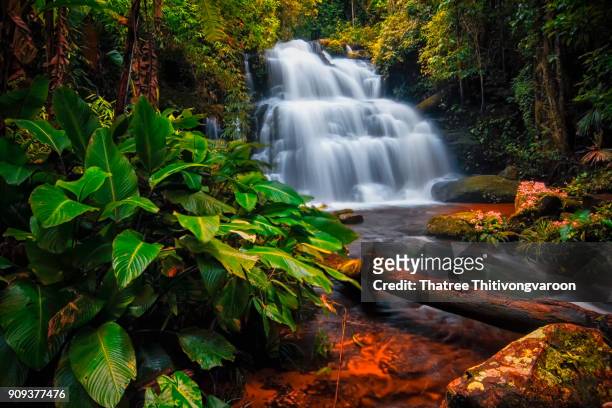 beautiful waterfall in the mun-dang waterfall, phuhinrongkla, thailand - orquidea salvaje fotografías e imágenes de stock