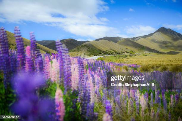 beautiful landscape of lupine flower around lindis pass at daytime, new zealand - lupin stock pictures, royalty-free photos & images