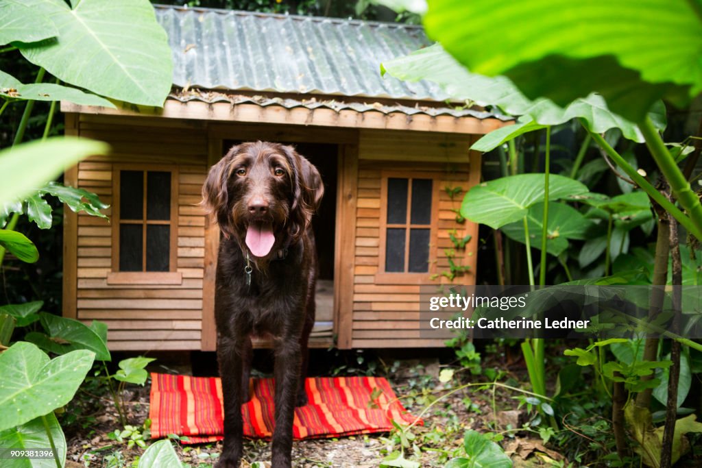 Beautiful dog in front of nice dog house