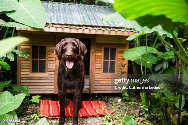 beautiful dog in front of nice dog house - hundehütte stock-fotos und bilder