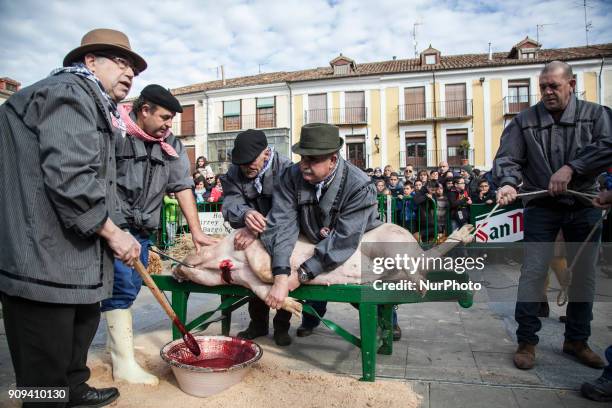 Despite the electric shock, several people have to hold the animal to bleed it. His blood is collected for the preparation of blood sausage. Burgo de...