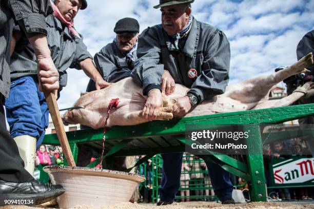 Despite the electric shock, several people have to hold the animal to bleed it. His blood is collected for the preparation of blood sausage. Burgo de...