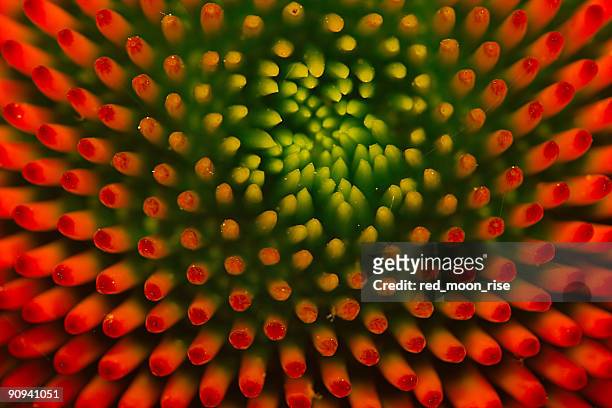 green to orange nobs - microscopic stock pictures, royalty-free photos & images