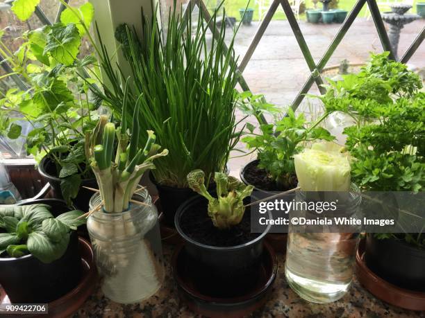 growing herbs - cebolinho imagens e fotografias de stock