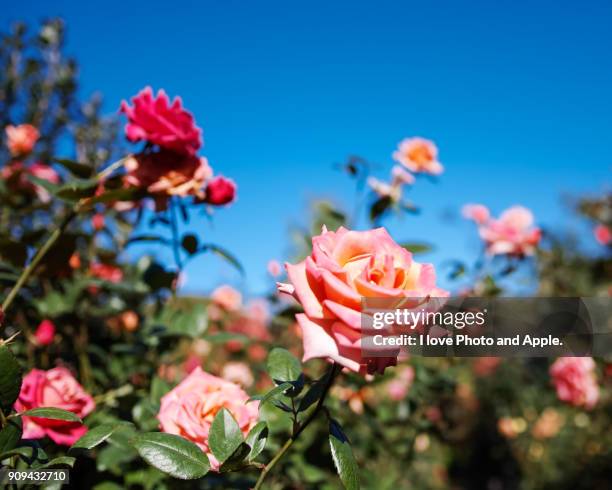 Autumn Rser 6,668 Autumn Roses Stock Photos, High-Res Pictures, and Images - Getty ...
