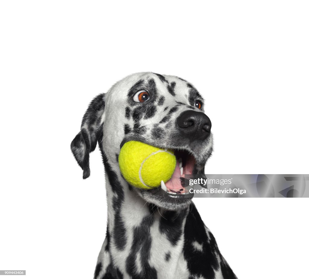 Cute dalmatian dog holding a ball in the mouth. Isolated on white