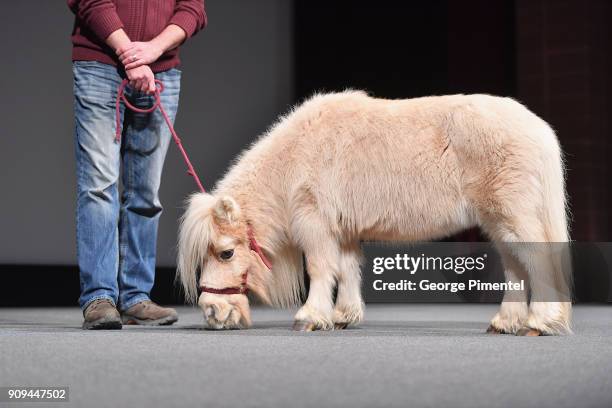 Daisy the horse stands onstage during the "Damsel" Premiere during the 2018 Sundance Film Festival at Eccles Center Theatre on January 23, 2018 in...