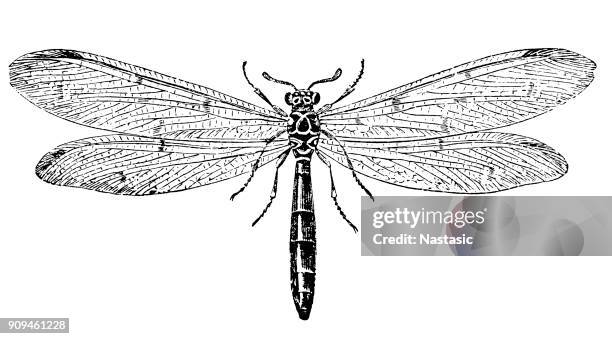 ilustraciones, imágenes clip art, dibujos animados e iconos de stock de adultos hormiga león (myrmeleon europaeus) - odonata