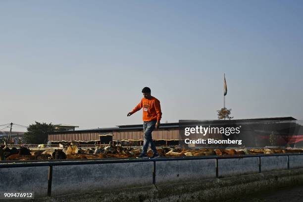 Worker walks along a wall as cows graze in a pen at the Sri Krishna Gaushala on the outskirts of New Delhi, India, on Sunday, Jan. 21, 2018. The...