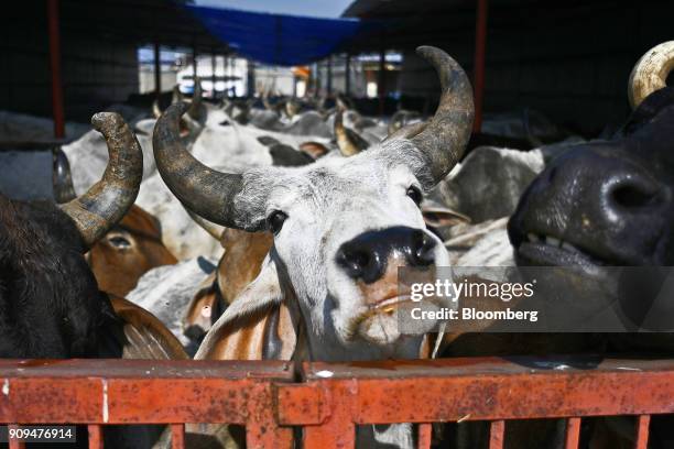 Cows stand behind a gate in a cattle shed at the Sri Krishna Gaushala on the outskirts of New Delhi, India, on Sunday, Jan. 21, 2018. The nursing...