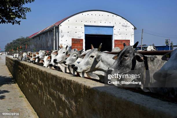 Cows graze in a pen near a fodder barn at the Sri Krishna Gaushala on the outskirts of New Delhi, India, on Sunday, Jan. 21, 2018. The nursing home...