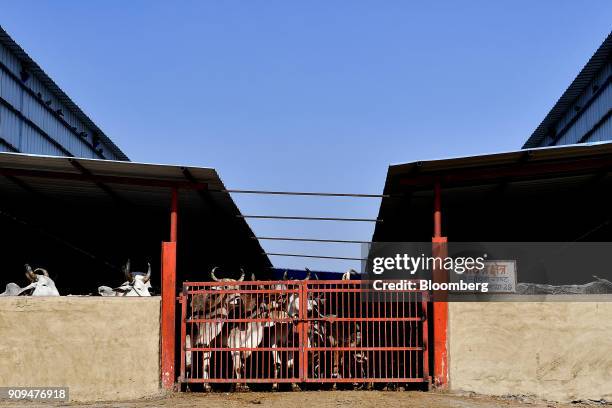 Cows stand behind a gate in a cattle shed at the Sri Krishna Gaushala on the outskirts of New Delhi, India, on Sunday, Jan. 21, 2018. The nursing...