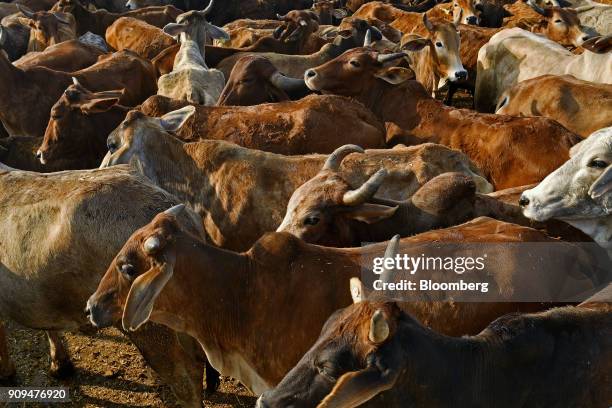 Cows stand at the Sri Krishna Gaushala on the outskirts of New Delhi, India, on Sunday, Jan. 21, 2018. The nursing home offers free food and lodging,...