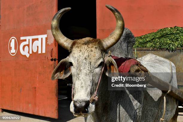 Cow stands waiting to haul a cart of fodder at the Sri Krishna Gaushala on the outskirts of New Delhi, India, on Sunday, Jan. 21, 2018. The nursing...