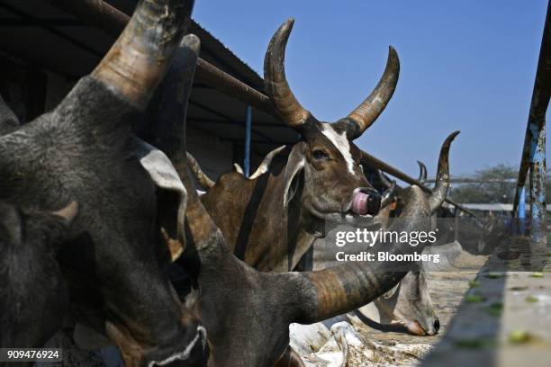 Cows feed in a cattle shed at the Sri Krishna Gaushala on the outskirts of New Delhi, India, on Sunday, Jan. 21, 2018. The nursing home offers free...