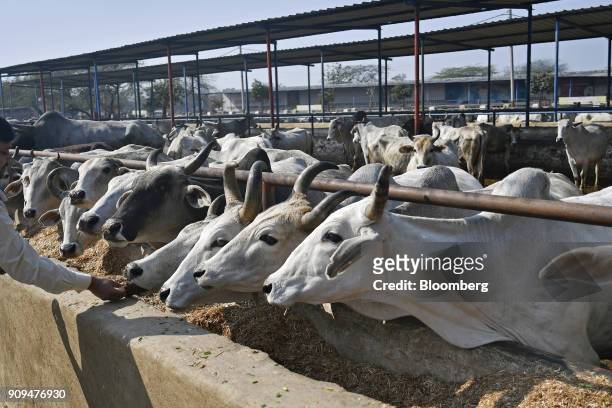 Cows feed in a cattle shed at the Sri Krishna Gaushala on the outskirts of New Delhi, India, on Sunday, Jan. 21, 2018. The nursing home offers free...