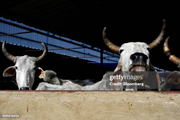 Cows stand in a cattle shed at the Sri Krishna Gaushala on the outskirts of New Delhi, India, on Sunday, Jan. 21, 2018. The nursing home offers free...