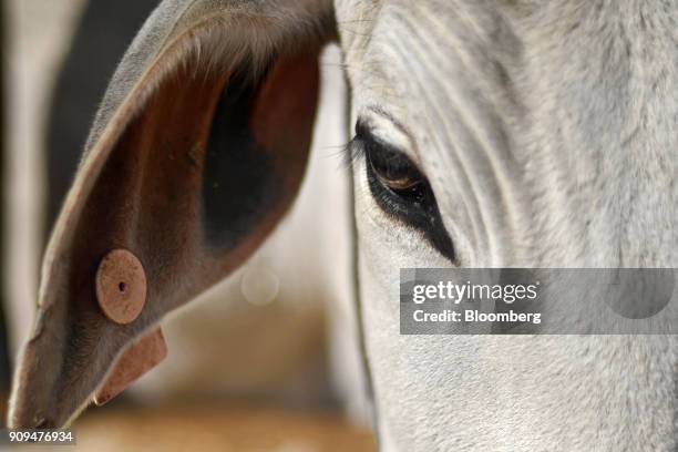 Cow stands at the Sri Krishna Gaushala on the outskirts of New Delhi, India, on Sunday, Jan. 21, 2018. The nursing home offers free food and lodging,...