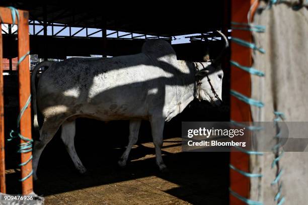 Cow stands in a cattle shed at the Sri Krishna Gaushala on the outskirts of New Delhi, India, on Sunday, Jan. 21, 2018. The nursing home offers free...