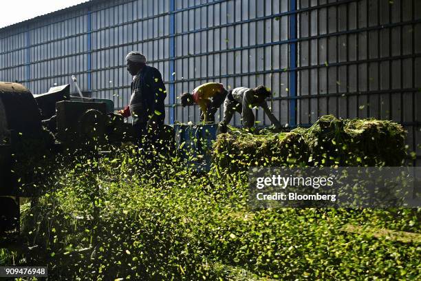 Workers shred fodder at the Sri Krishna Gaushala on the outskirts of New Delhi, India, on Sunday, Jan. 21, 2018. The nursing home offers free food...