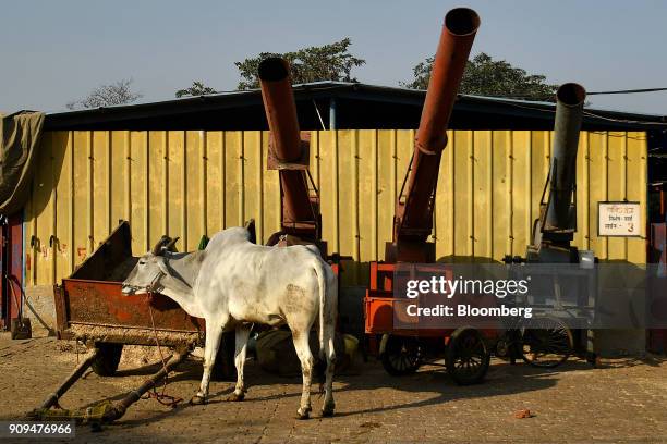 Cow stands next to fodder machinery at the Sri Krishna Gaushala on the outskirts of New Delhi, India, on Sunday, Jan. 21, 2018. The nursing home...
