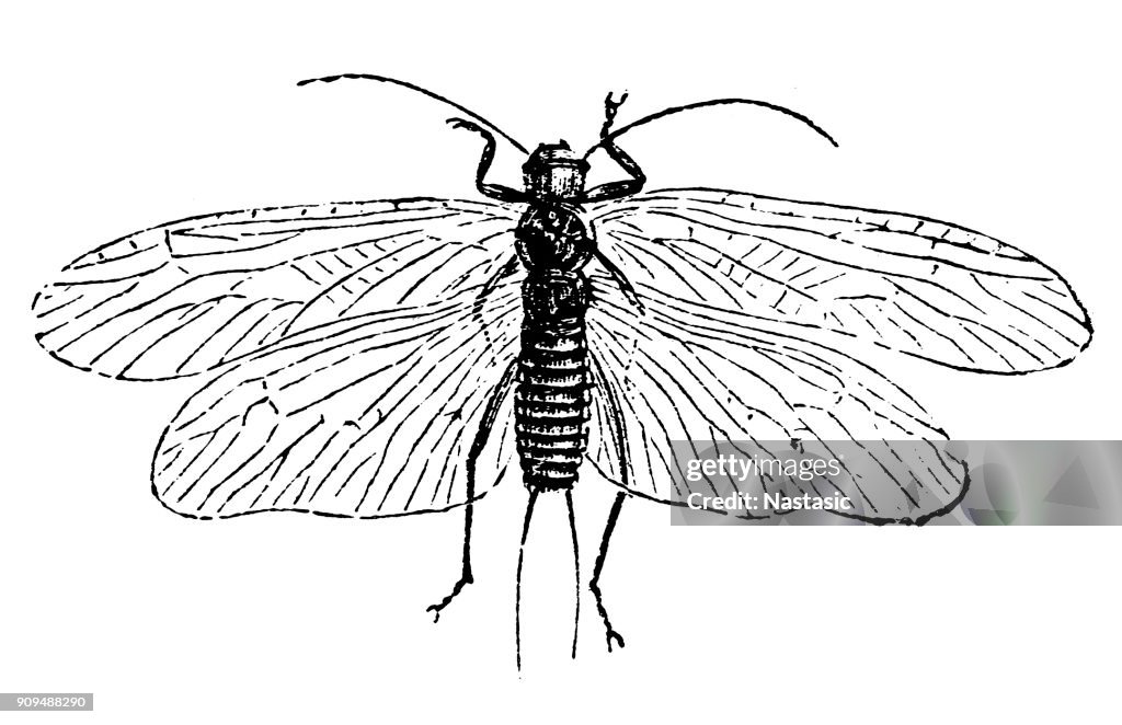 Perla marginata ,Plecoptera commonly known as stoneflies