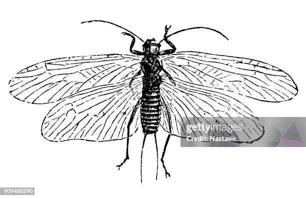 perla marginata ,plecoptera commonly known as stoneflies - neuroptera stock illustrations