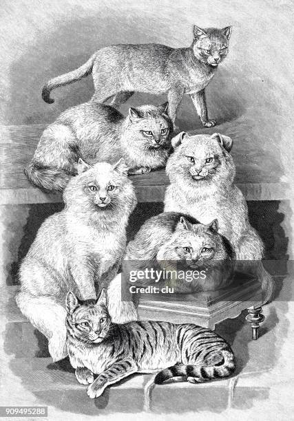 illustrazioni stock, clip art, cartoni animati e icone di tendenza di sei diverse razze di gatti - gatto siamese