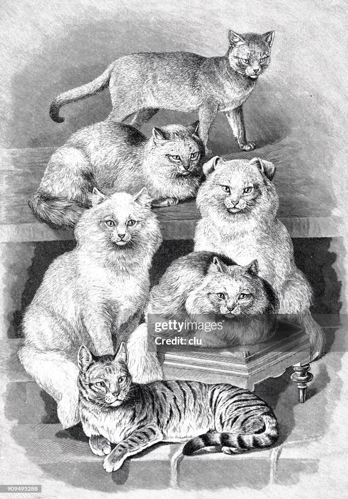 Six different breed of cats