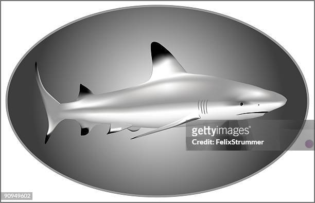 ilustrações, clipart, desenhos animados e ícones de tubarão preto cravejada de corais - silver shark