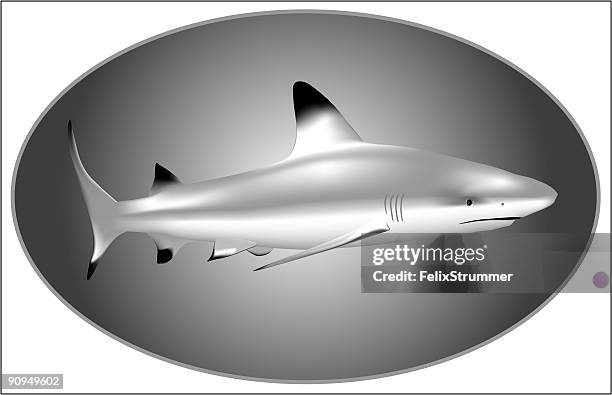black tipped reef shark - black tipped reef shark stock illustrations