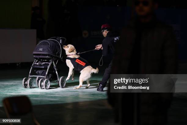 Member of the South Korean Special Weapons and Tactics use a sniffer dog to inspects a stroller during a simulated terrorism crisis drill in advance...