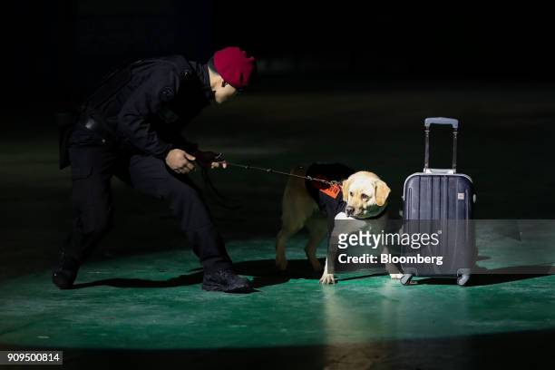 Member of the South Korean Special Weapons and Tactics uses a sniffer dog to inspect a suitcase during a simulated terrorism crisis drill in advance...
