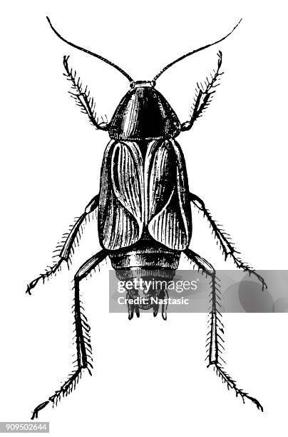 the cockroach (periplaneta orientalis) - cockroaches stock illustrations