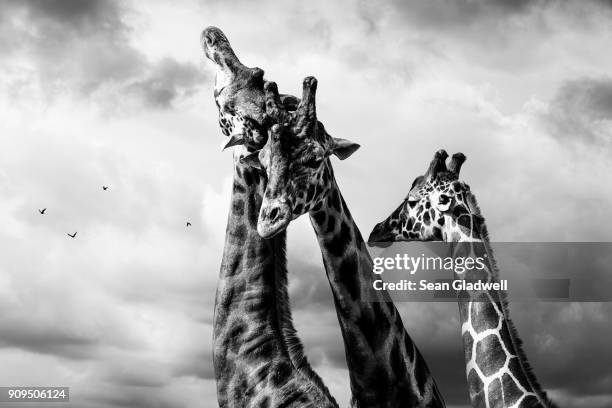 giraffes - three head giraffe stock pictures, royalty-free photos & images