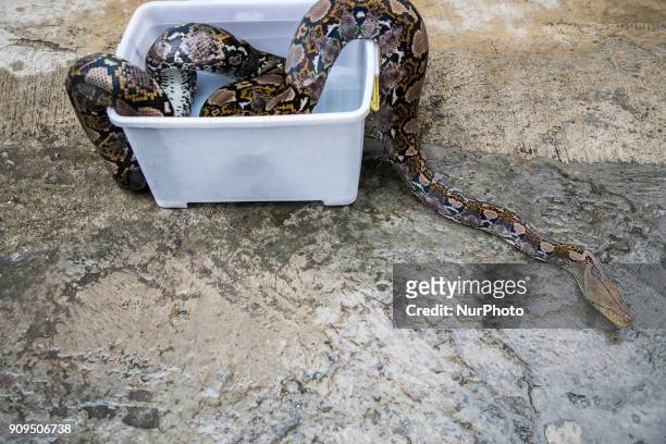 Reptil Hobyst playing with his snakes pet at Jakarta, Indonesia, on 23 January 2018. Some Jakartans see reptiles as alternative pets.