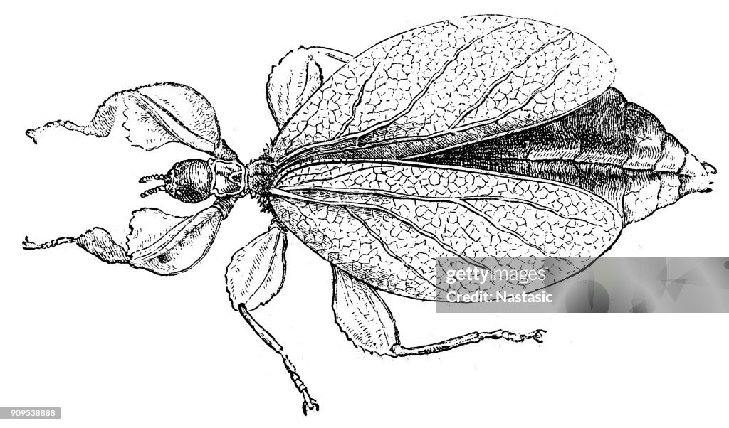 Leaf insect (phyllium siccifolium)