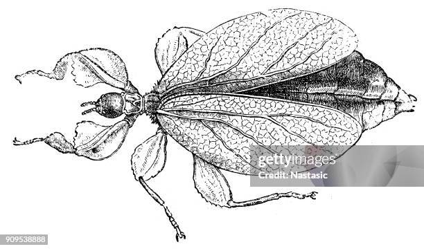 Leaf Insect Drawing Photos and Premium High Res Pictures - Getty Images