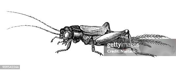field cricket (gryllus domesticus) - mole cricket stock illustrations