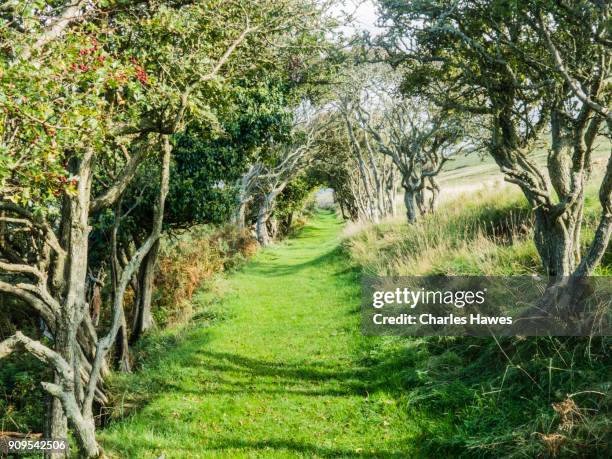 the wales coast path in ceredigion between cardigan and borth - hawthorn location stock pictures, royalty-free photos & images