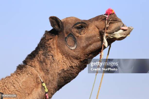 Camel at Nagaur cattle fair, in Nagaur, Rajasthan, India on 24 January 2018. It is popularly known as the Cattle fair of Nagaur. This is because the...